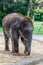 Sumatran elephant in Bali, Indonesia