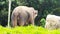 Sumatran elephant from behind repeatedly wagging his tail, Jakarta, Indonesia - 2022