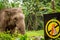 A sumatran elephant beside a don`t feed the animals sign at Taman Safari Park