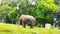 Sumatran Elephant eating green grass in its cage, Jakarta, Indonesia - 2022