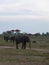 Sumatran Elephants in Way Kambas National Park