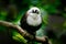 Sumatran laughingthrush, Garrulax bicolor, white brown bird sitting on the tree branch in the tropic forest, Indonesia in Asia.