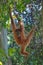 Sumatran orangutan