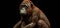 Sumatran orangutan art nouveau style, animals, wildlife
