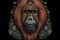 Sumatran orangutan art nouveau style, hand drawn & artistic