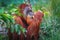 Sumatran Orangutan with coconut