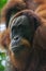 Sumatran orangutan hanging in a tree, Facial close-up