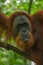 Sumatran orangutan hanging in a tree, Facial close-up