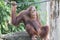 A Sumatran Orangutan holding on to a rope sitting on a tree branch