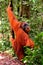 Sumatran orangutan male in the Gunung Leuser National Park