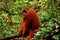 Sumatran orangutan male in the Gunung Leuser National Park