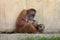 Sumatran orangutan Pongo abelii