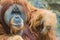 Sumatran orangutan (Pongo abelii)