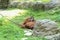 A Sumatran Orangutan relaxing in the grass