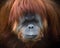 Sumatran Orangutan\'s Intense Eyes
