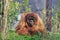 Sumatran orangutang