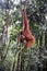 Sumatran orangutans