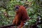Sumatran Orangutans in Gunung Leuser National Park