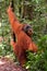 Sumatran Orangutans in Gunung Leuser National Park