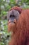 Sumatran Orangutans in Gunung Leuser National Park