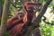 Sumatran Orangutans in Gunung Leuser National Park