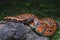 Sumatran red blood python / Python brongersmai