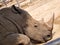 A Sumatran rhino lies in a pen in one of Thailand`s national parks