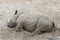 Sumatran rhino resting. Rhino lying in the sand