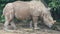 Sumatran Rhinoceros an animal that is extinct