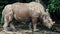 Sumatran Rhinoceros an animal that is extinct