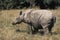 Sumatran Rhinoceros, dicerorhinus sumatrensis