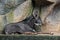 Sumatran Serow or Southern Serow Lie Down on Cliff