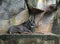 Sumatran Serow or Southern Serow Lie Down on Cliff