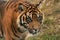 Sumatran tiger approaching the camera