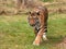 Sumatran tiger approaching the camera
