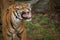 Sumatran Tiger Bearing His Teeth
