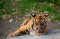 Sumatran tiger cub