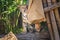 A Sumatran tiger cub, playing with a sack