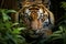 Sumatran tiger in the dense jungle, closeup stalking its prey