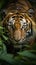 Sumatran tiger in the dense jungle, closeup stalking its prey