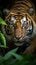 Sumatran tiger in the dense jungle, closeup stalking its prey