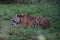 Sumatran tiger feeding time,Chester zoo.