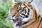 Sumatran Tiger head in half profile looking forward with mouth open