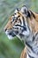 Sumatran Tiger head in profile looking left