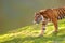 Sumatran Tiger on Hill Closeup