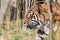 Sumatran Tiger Hunting In Grassland.