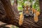 Sumatran Tiger lying on the tree.