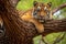 Sumatran Tiger lying on the tree.
