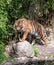 Sumatran tiger Panthera tigris sondaica standing by the pond. Tigers are strong swimmers and often bathe in ponds, lakes and