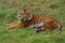 Sumatran Tiger - Panthera tigris sumatrae